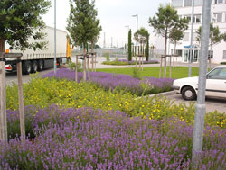 Gewerbliche Außenanlage Bepflanzung Gestaltung Parkplatz